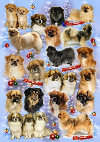 Tibetan spaniel dog christmas - spaniel,