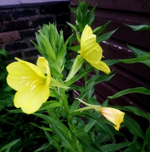 Evening primrose seeds - evening,