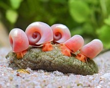 Ramshorn snails aquarium - ×10,