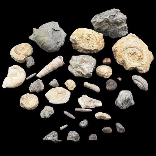 1kg british fossil mix - 1kg,