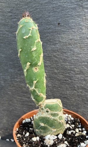 Opuntia cobra cactus - opuntia, zebrina
