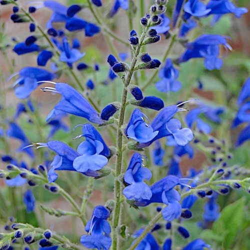 Salvia blue butterfly - salvia,