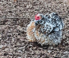 6 Calico/Millie/Dark