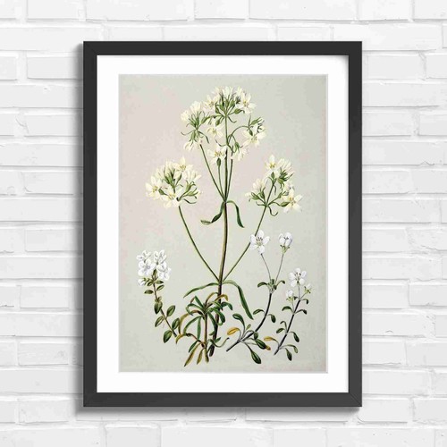 Delicate white botanical - delicate,