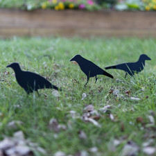 3x Metal Crow Target Set Free