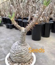 Pachypodium ambongense