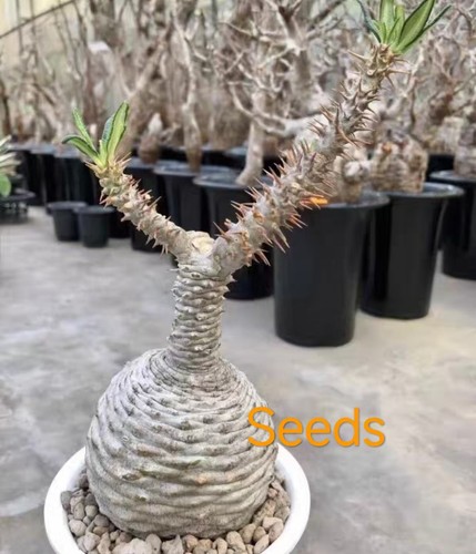 Pachypodium ambongense