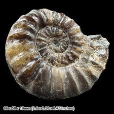 Asteroceras obtusum Calcite