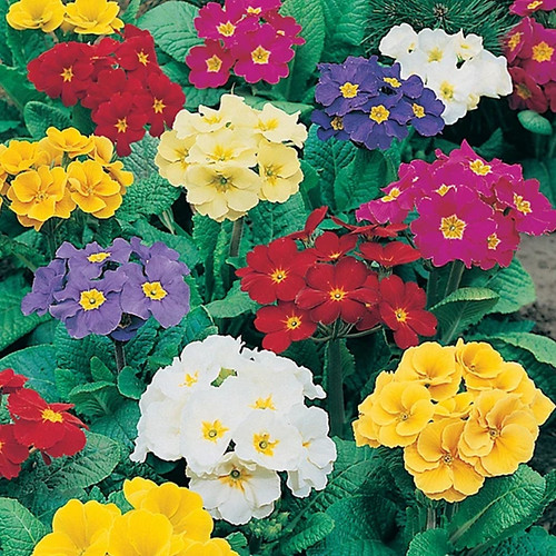 Polyanthus crescendo - polyanthus,