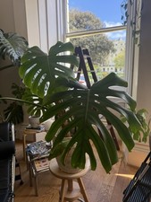 Large Mature Monstera