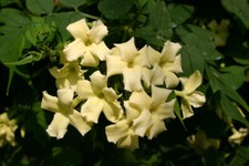 Jasminum officinale  Clotted