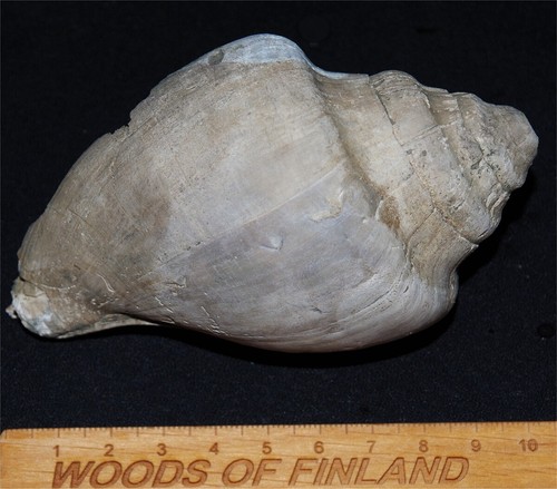 Exceptionaly large eocene - exceptionaly,