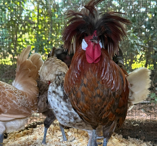 Pure polish bantam hatching - pure,