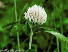 WHITE Clover Seeds Green