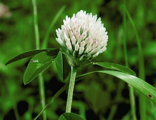 White clover seeds green - clover,