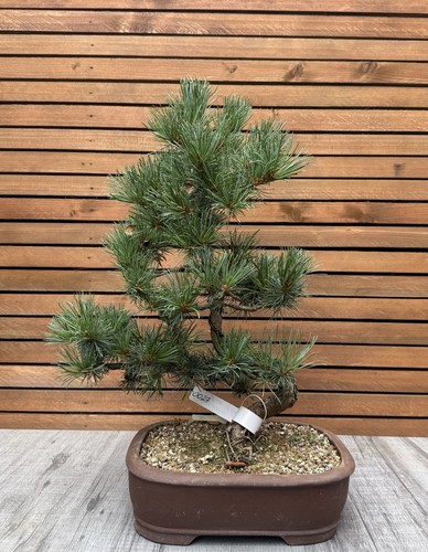Pine bonsai pinus tree - pinus,