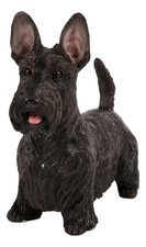 Standing Black Scottish