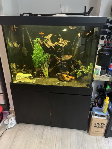Large fish tank aquarium 420 - fish,