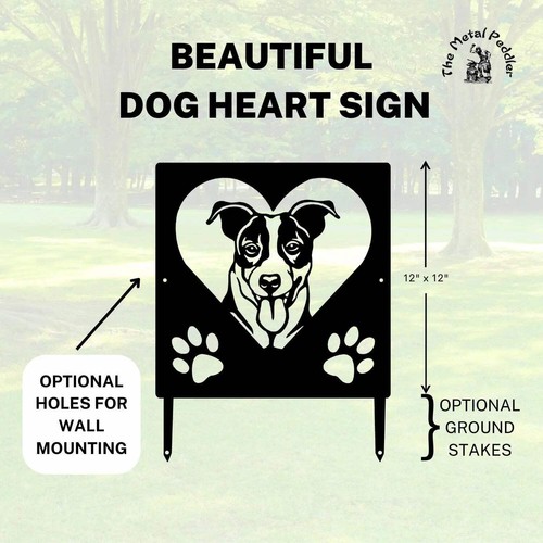 Jack russell terrier - jack,
