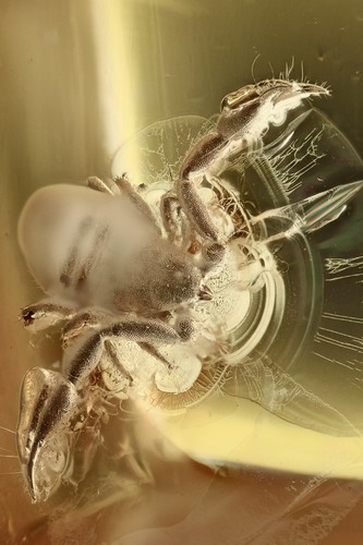 False scorpion spread - false,