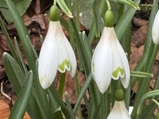 Galanthus nivalis ‘Art