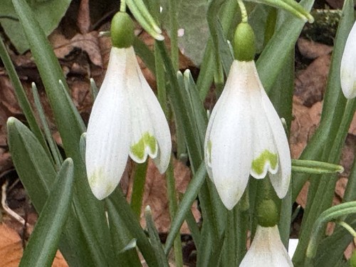Galanthus nivalis art - galanthus,