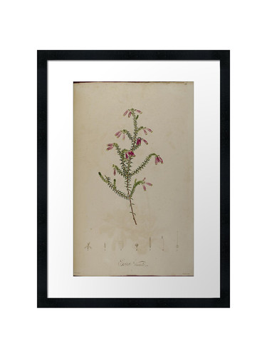 Botanical framed wall - botanical, art