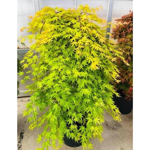 Acer palmatum cascade - palmatum, 'cascade