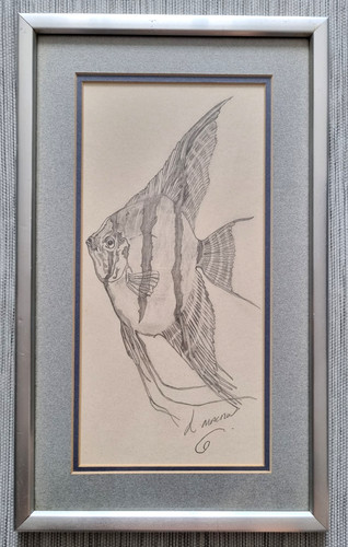 Pencil drawing angelfish - pencil,