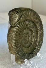 Jurassic Ammonite Fossil: Carved Snakestone Serpent Whitby St Hilda Myth UK