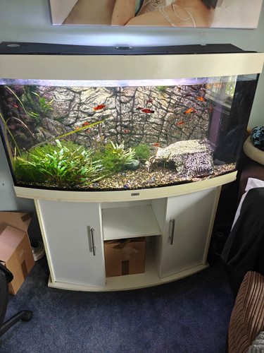 Juwel 260l bowfront glass fish - juwel,