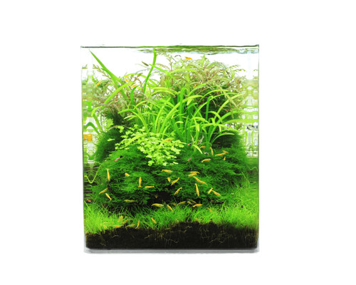 Natureholic crystal clear cube - natureholic,