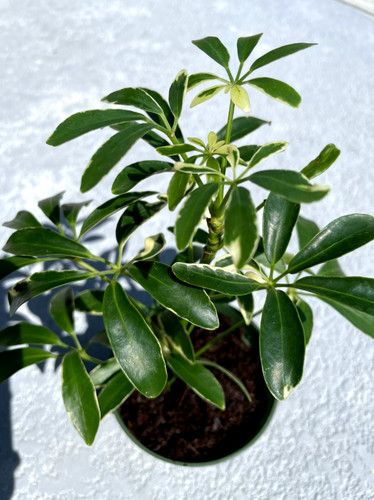 Schefflera dwarf variegated - dwarf,