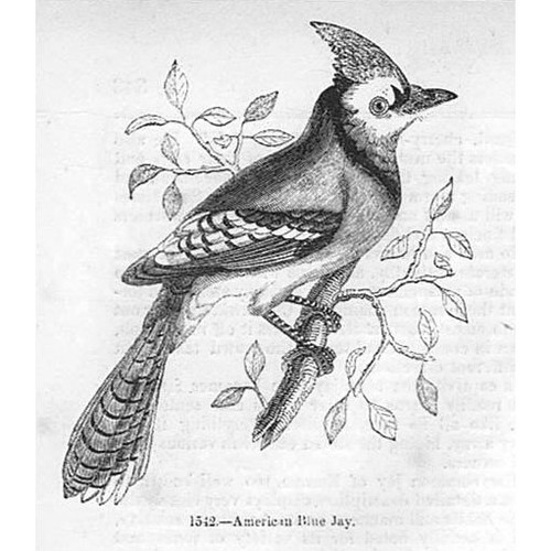 Birds american blue jay - birds,