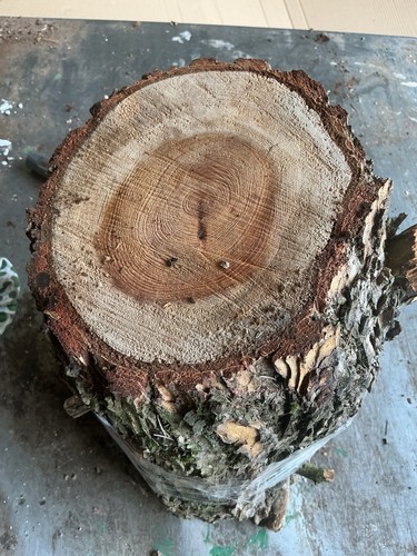 Cedar lebanon wood - cedar, of