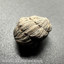 Enrolled Phacops Trilobite