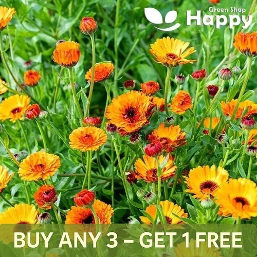 Pot marigold indian - indian, 1g