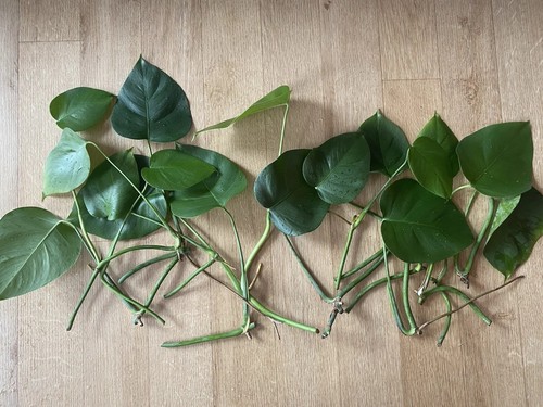 Monstera deliciosa swiss - monstera,