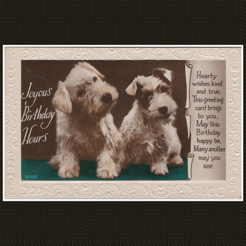 Two terrier puppies birthday - two,