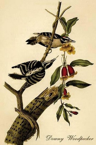 Downy woodpecker john james - downy,