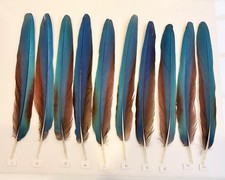 Parrot Macaw Feather Crafts