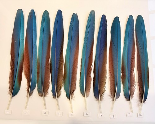 Parrot macaw feather crafts - parrot,