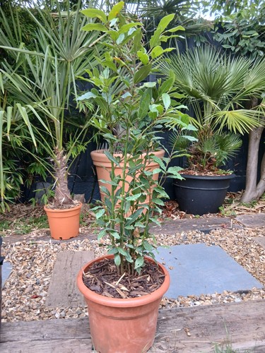 Bay tree 120cm pot - bay, in