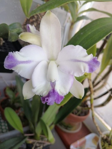 Cattleya intermedia var
