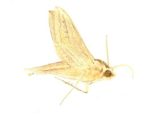 Lepidoptera sphingidae - lepidoptera,,