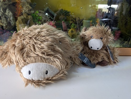 Next hamish highland cow - hamish,