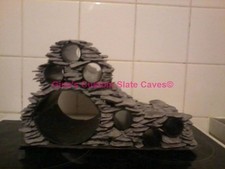 Large multi plec pleco - pleco, axolotl