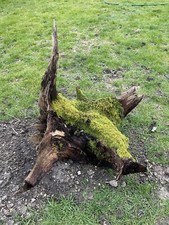 Large Ornamental Oak Tree Stump. Beautifully aged condition. (Four available)