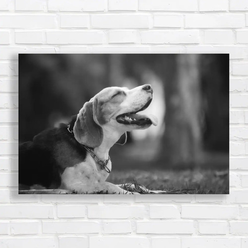 Playful beagle dog black white - dog,