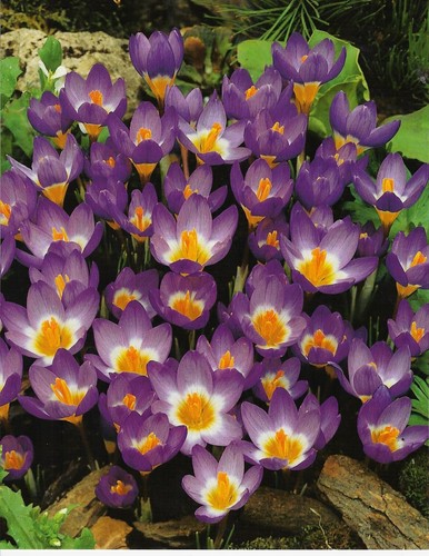 Crocus sieberi tricolor - crocus,